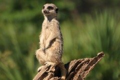 Meerkat