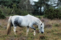 New Forest pony