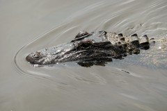 Alligator