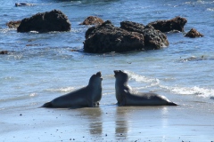 Sea lions
