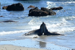 Sea lions