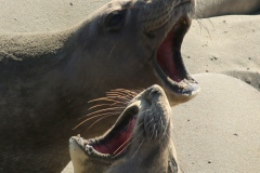 Sea lions