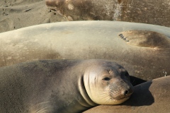Sea lions