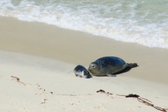 Seals
