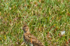 Skylark