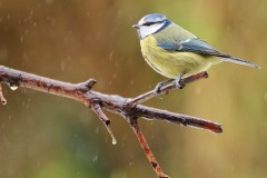 Blue tit
