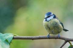 Blue tit