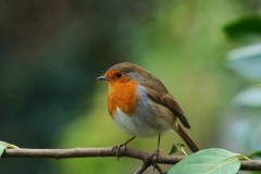 Robin