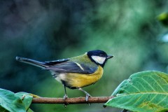 Great tit