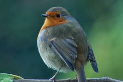 Robin
