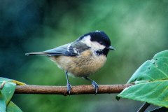 Coal tit