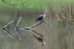 Cormorant