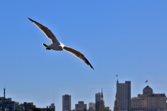 Gull over San Francisco bay