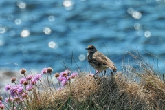 Rock pipit