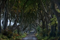 Dark Hedges