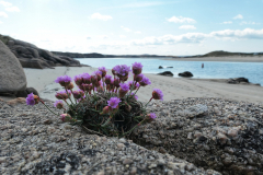 Donegal
