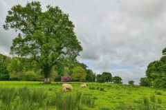 Sligo