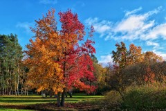 Brookwood Cemetery